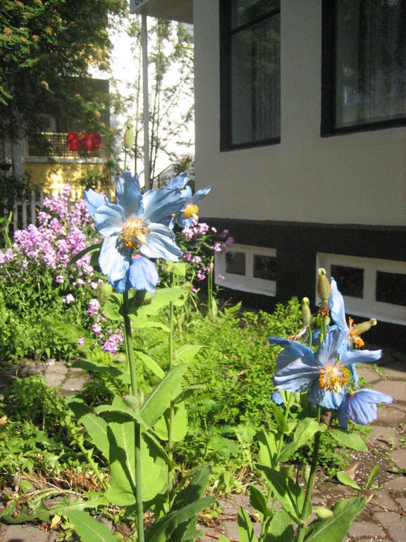Guesthouse Solgardar 아퀴레이리 외부 사진